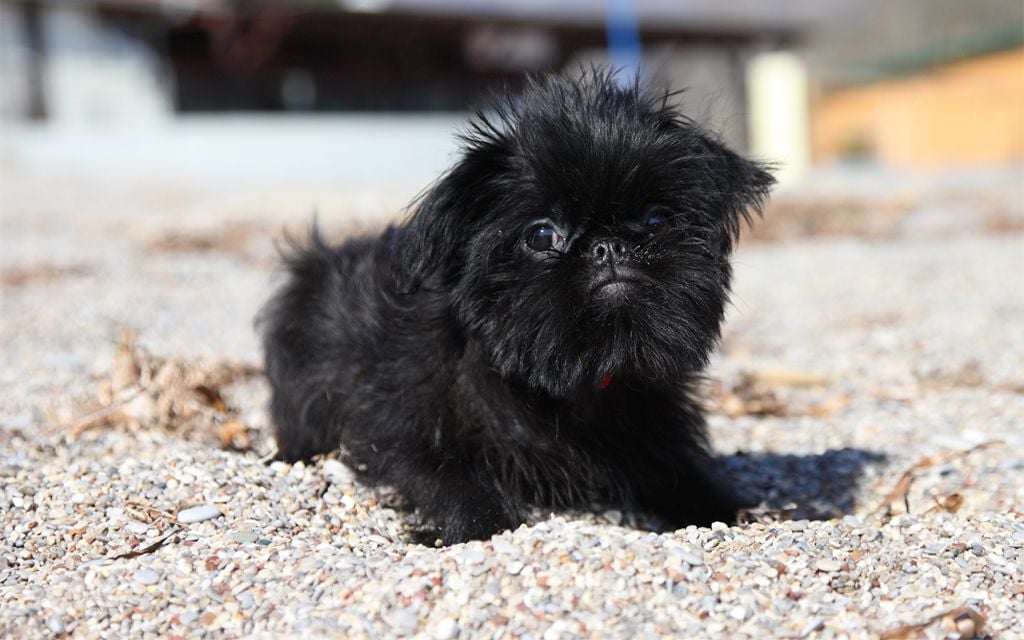 Brussels Griffon Puppies Breed Information Puppies For Sale