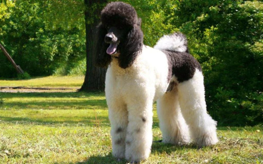 Standard Poodle Puppies Breed information & Puppies for Sale