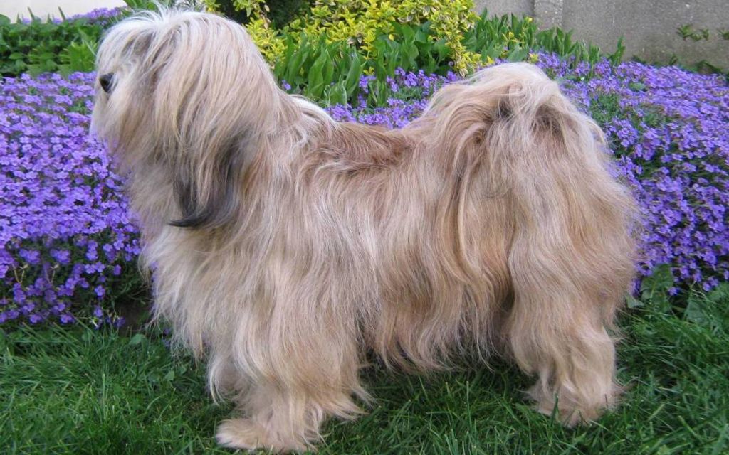 Tibetan Terrier Puppies Breed information & Puppies for Sale