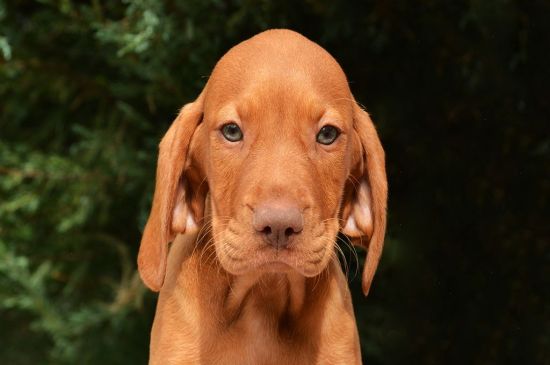 vizsla teddy