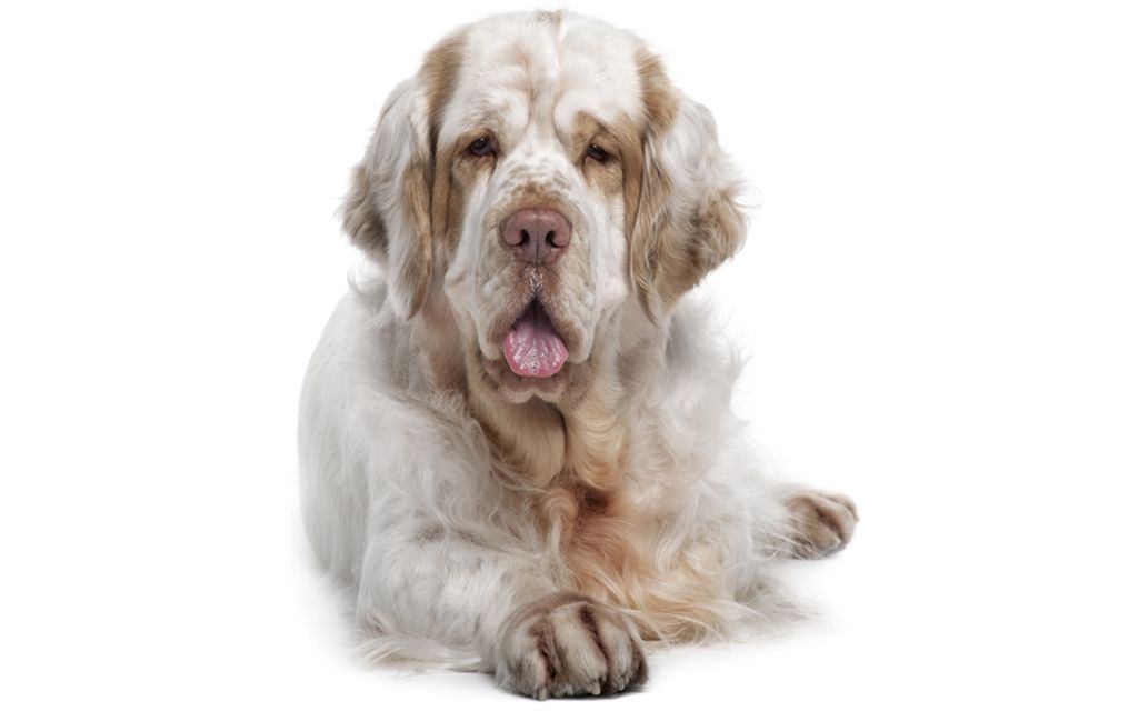 Clumber Spaniel Puppies Breed Information Puppies For Sale