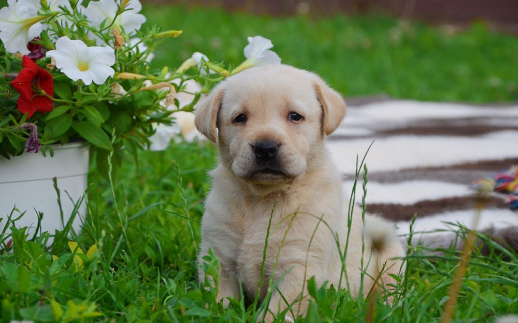 Labrador Retriever Puppies Breed Information Puppies For Sale