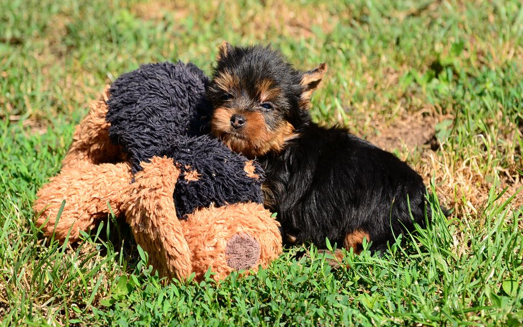 Yorkshire Terrier Breed Dog Breed Information Pictures