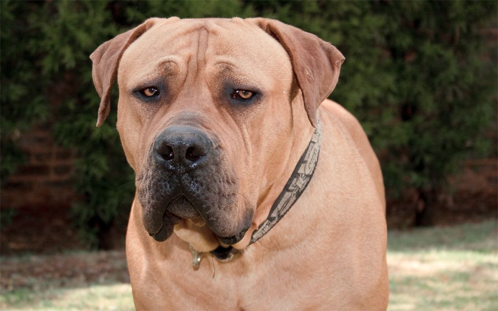 Boerboel Breed Dog Breed Information Pictures