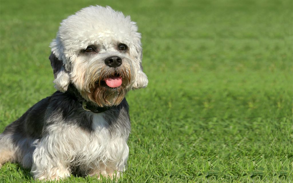 Dandie Dinmont Terrier Puppies Breed information & Puppies for Sale