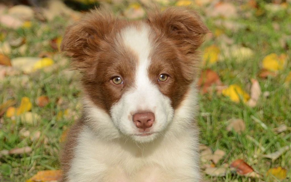 Border Collie Dog Breed Facts Highlights Buying Advice Pets4homes