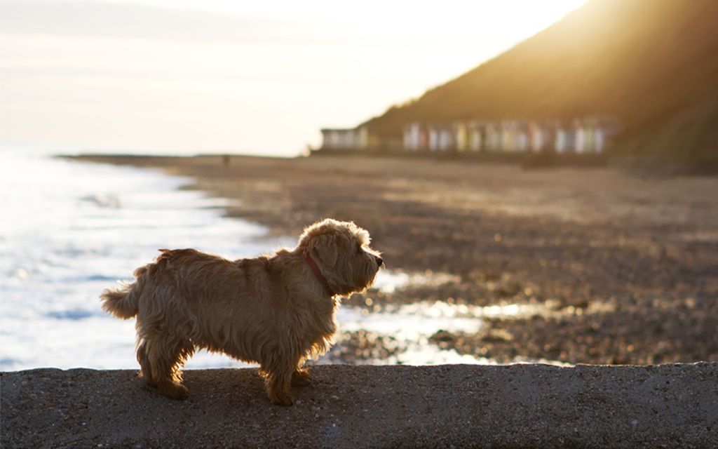 Norfolk Terrier Puppies Breed Information Puppies For Sale