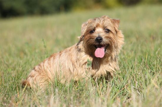 Norfolk Terrier Puppies Breed Information Puppies For Sale