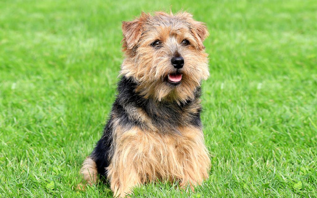 Norfolk Terrier Puppies Breed Information Puppies For Sale