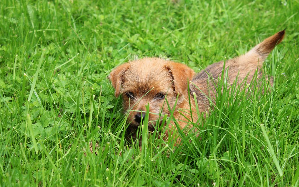 Norfolk Terrier Puppies Breed Information Puppies For Sale