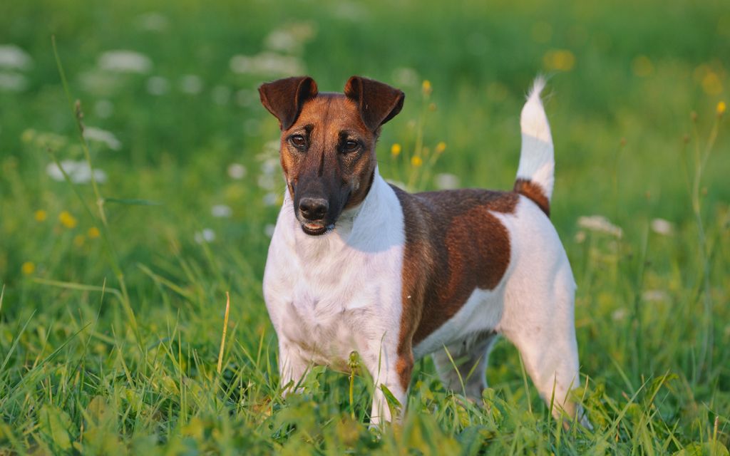 Fox Terrier Puppies Breed information & Puppies for Sale