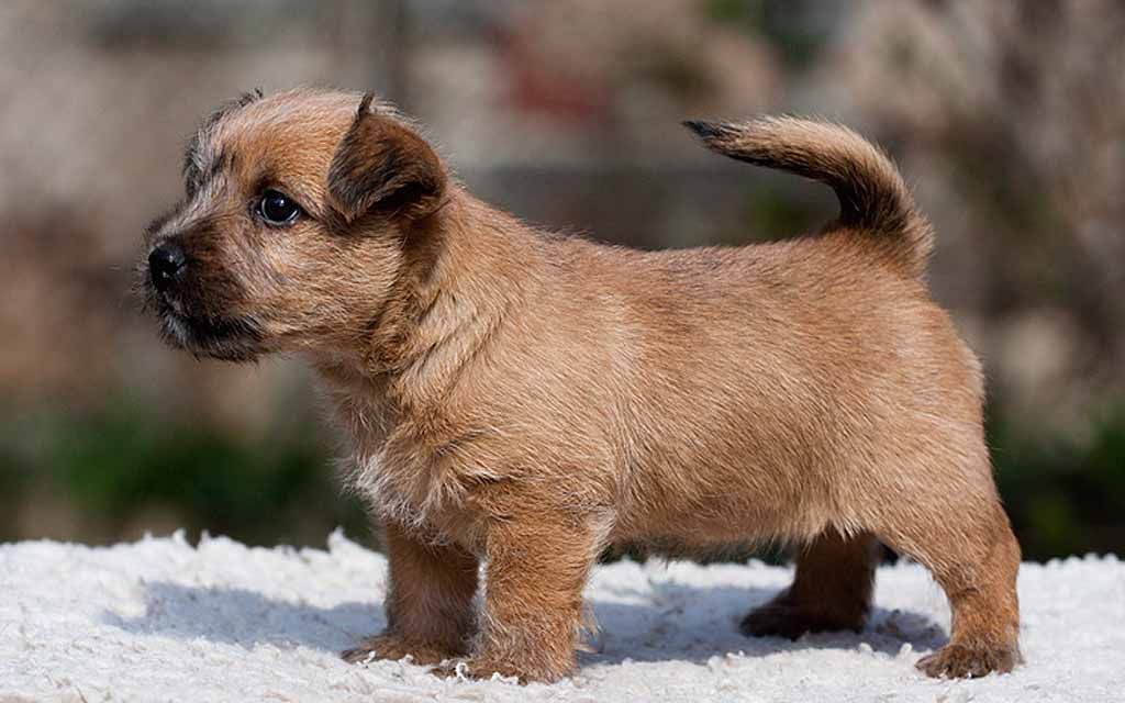 Norwich Terrier Puppies Breed Information Puppies For Sale