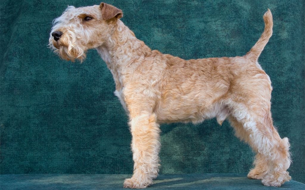 lakeland terrier soft toy