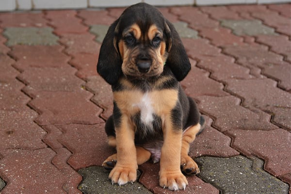 Bloodhound Breed Dog Breed Information Pictures