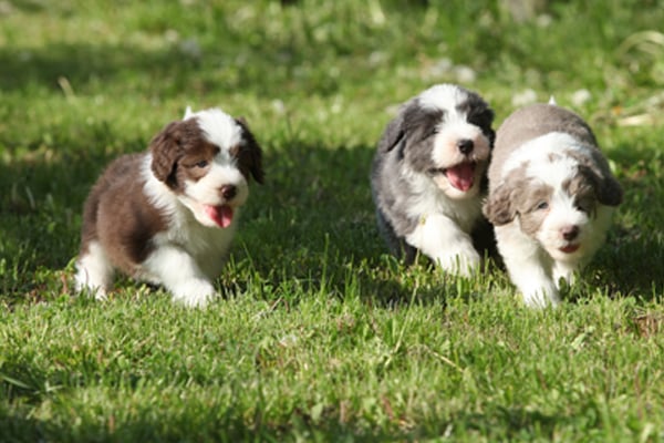 Bearded Collie Puppies Breed Information Puppies For Sale