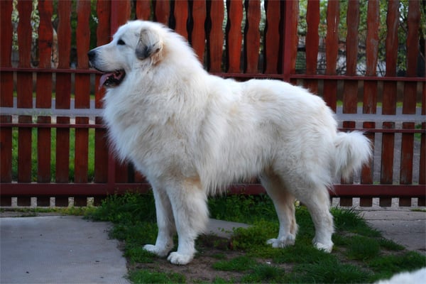 Pyrenäenberghund Breed Dog Breed Information Pictures
