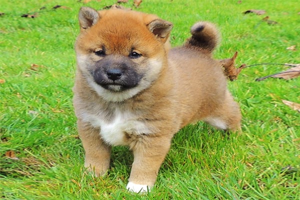 Shiba Inu Puppies Breed Information Puppies For Sale