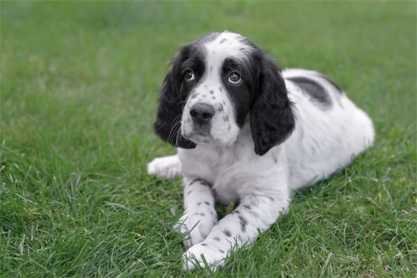 english setter puppy pictures