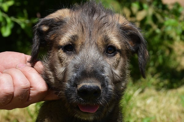 Irish Wolfhound Puppies Breed information &amp; Puppies for Sale