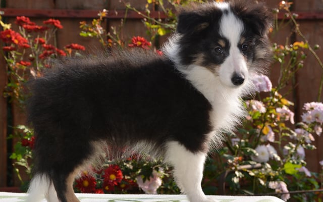 Shetland Sheepdog Puppies Breed information & Puppies for Sale