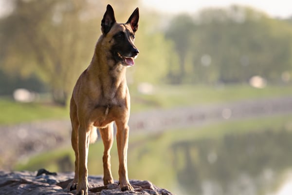 Belgian Malinois Puppies Breed information &amp; Puppies for Sale