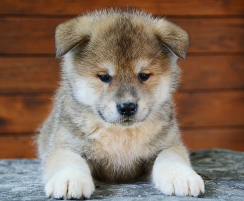 Akita Inu Puppies Breed information & Puppies for Sale