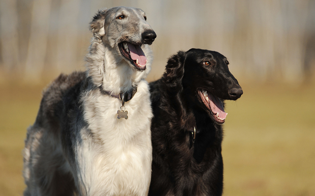 Borzoi Puppies Breed information & Puppies for Sale