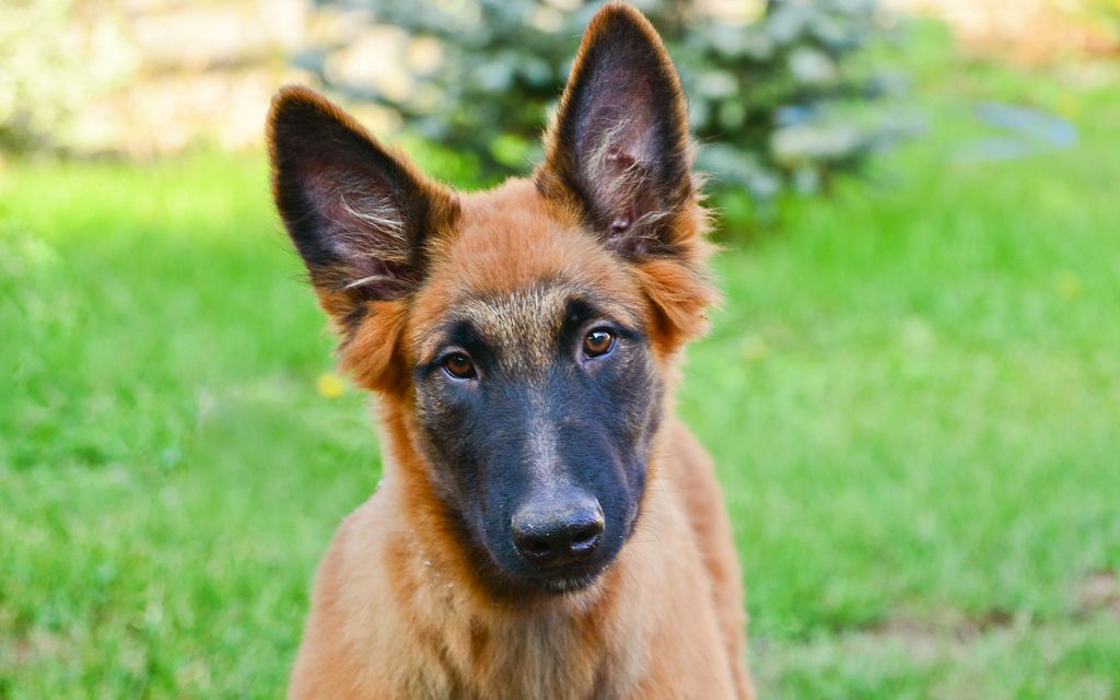 Belgian Malinois Puppies Breed Information Puppies For Sale