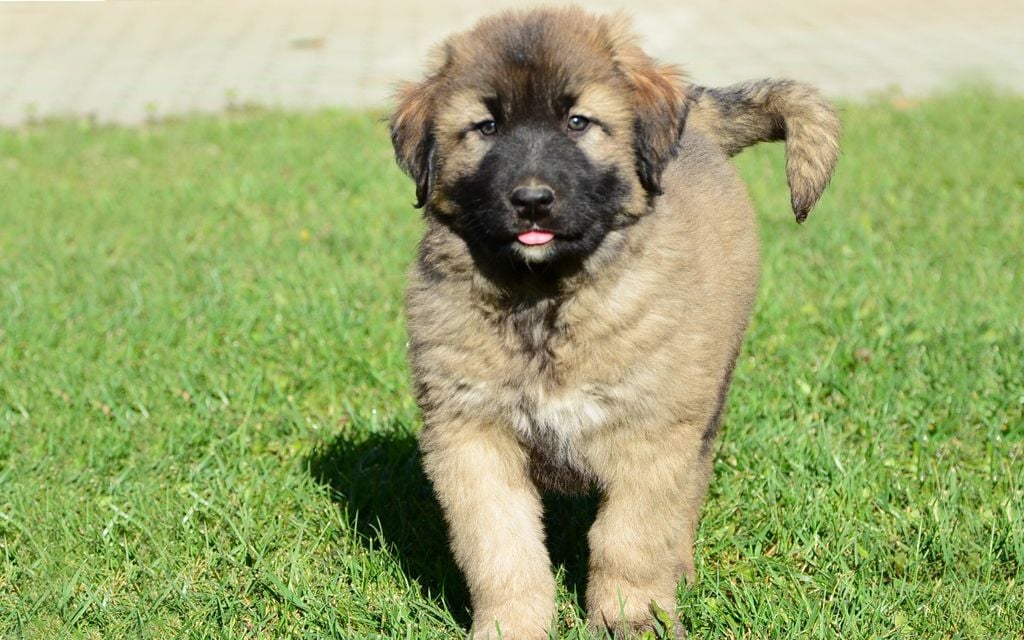 Caucasian Mountain Puppies Breed Information Puppies For Sale