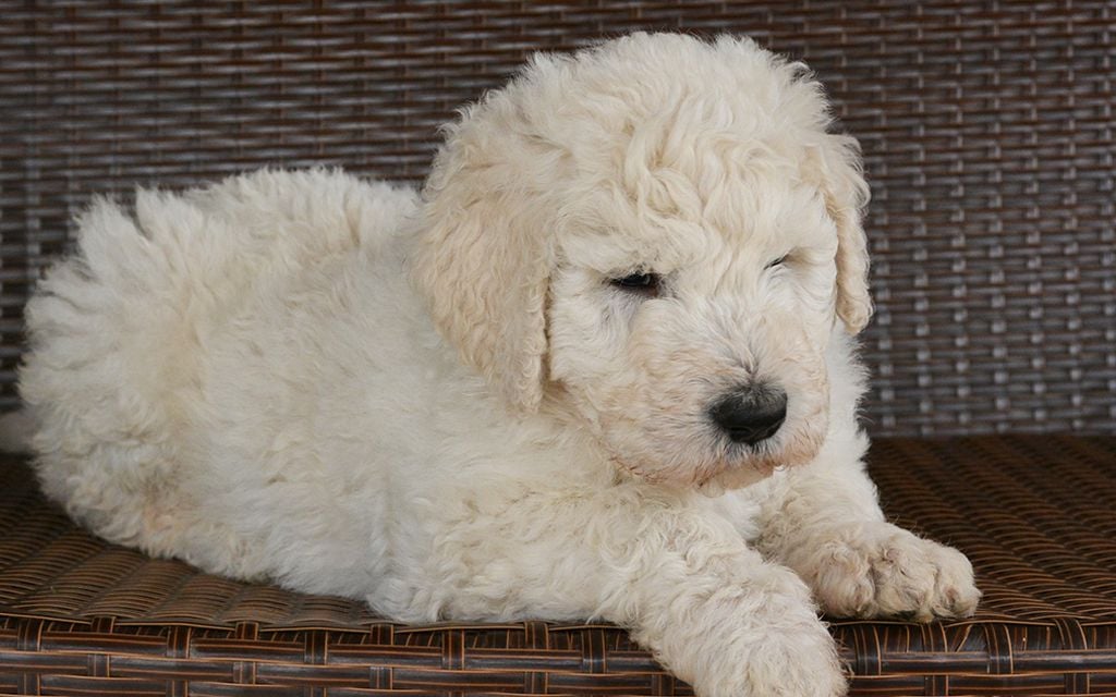 Komondor Dog Breed Information & Pictures