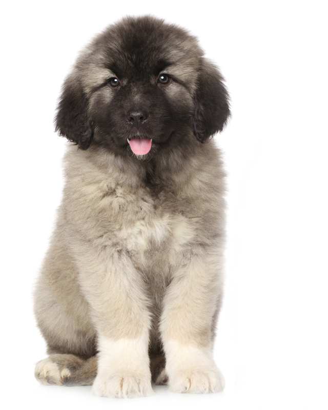 Caucasian Mountain Puppies Breed Information Puppies For Sale