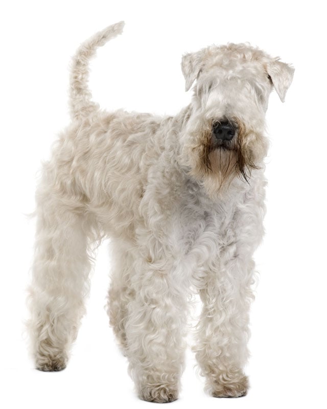 Soft Coated Wheaten Terrier Puppies Breed Information Puppies