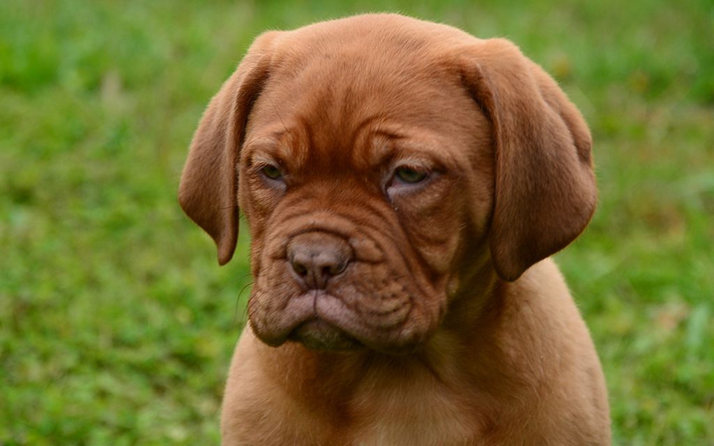 Dogue De Bordeaux Puppies Breed Information And Puppies For Sale