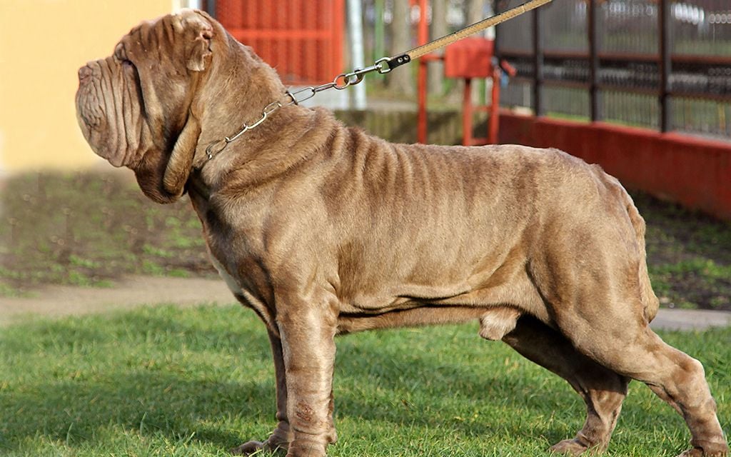 Neapolitan Mastiff Puppies Breed information & Puppies for Sale