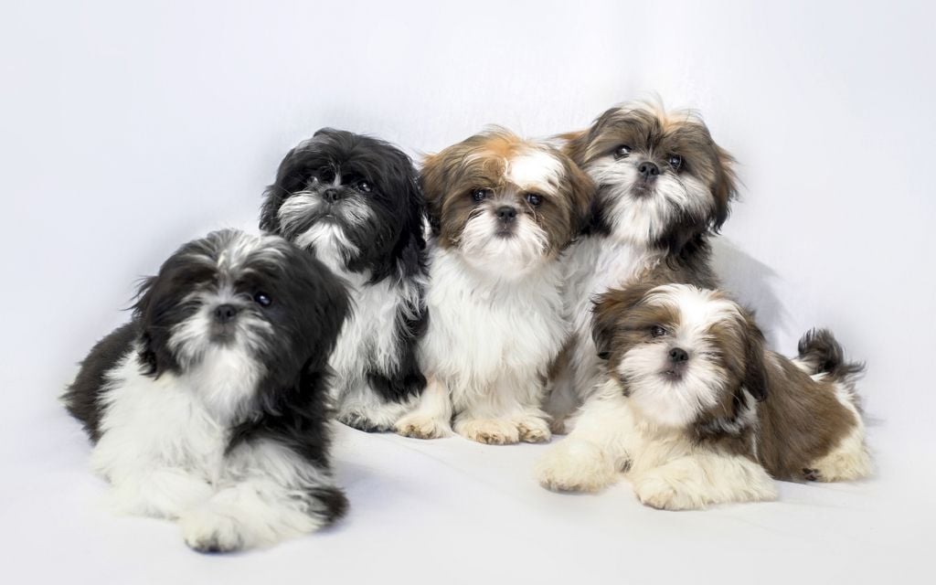 Shih Tzu Puppies Breed Information Puppies For Sale