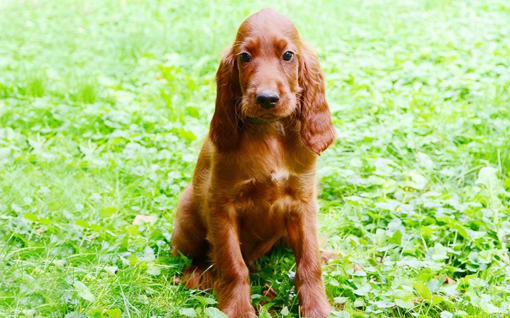 Irish Setter Dog Breed Information & Pictures of Puppies