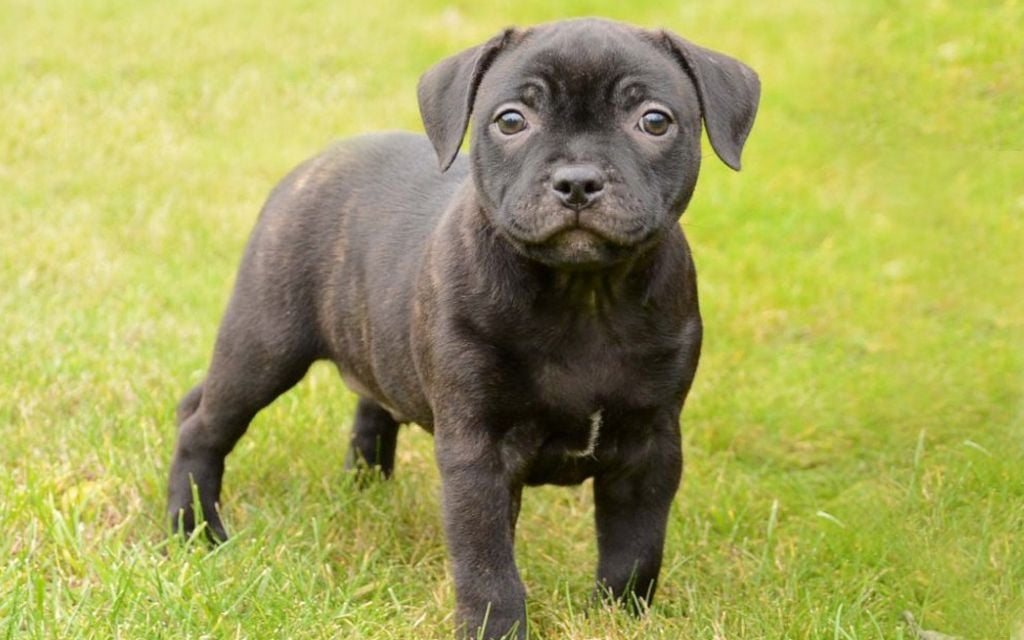 Staffordshire Bull Terrier Puppies Breed Information Puppies For Sale