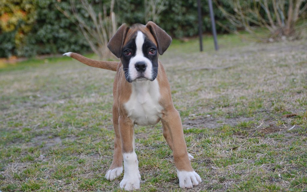 docked boxer puppies for sale
