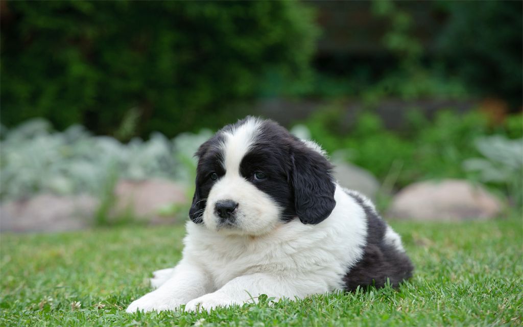 44 HQ Photos Landseer Newfoundland Puppies Canada / The Newfoundland The Only Guide You Ll Need To This Brave Sweet Giant Animalso