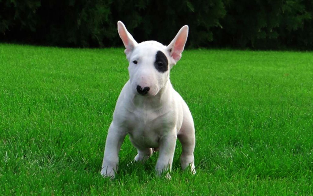 Bullterrier Puppies Breed Information Puppies For Sale