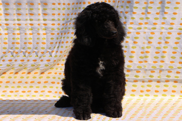 Standard Poodle Puppies Breed Information Puppies For Sale