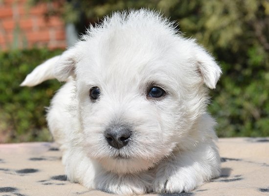 West Highland White Terrier Breed Dog Breed Information