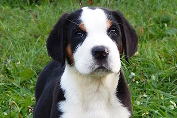 Great Swiss Mountain Dog Puppies Breed Information Puppies For Sale