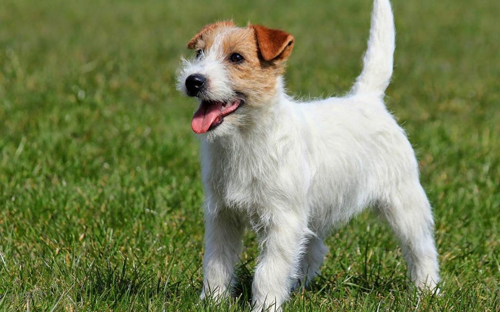 Jack Russell Terrier Puppies Breed information  Puppies for Sale