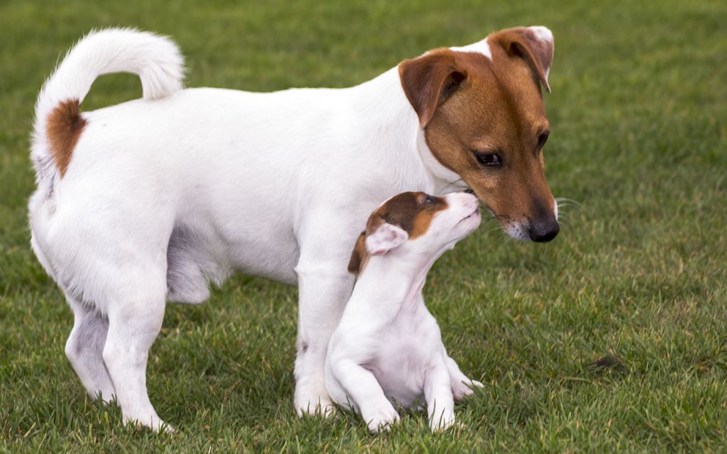 Jack Russell Terrier Puppies Breed information  Puppies for Sale