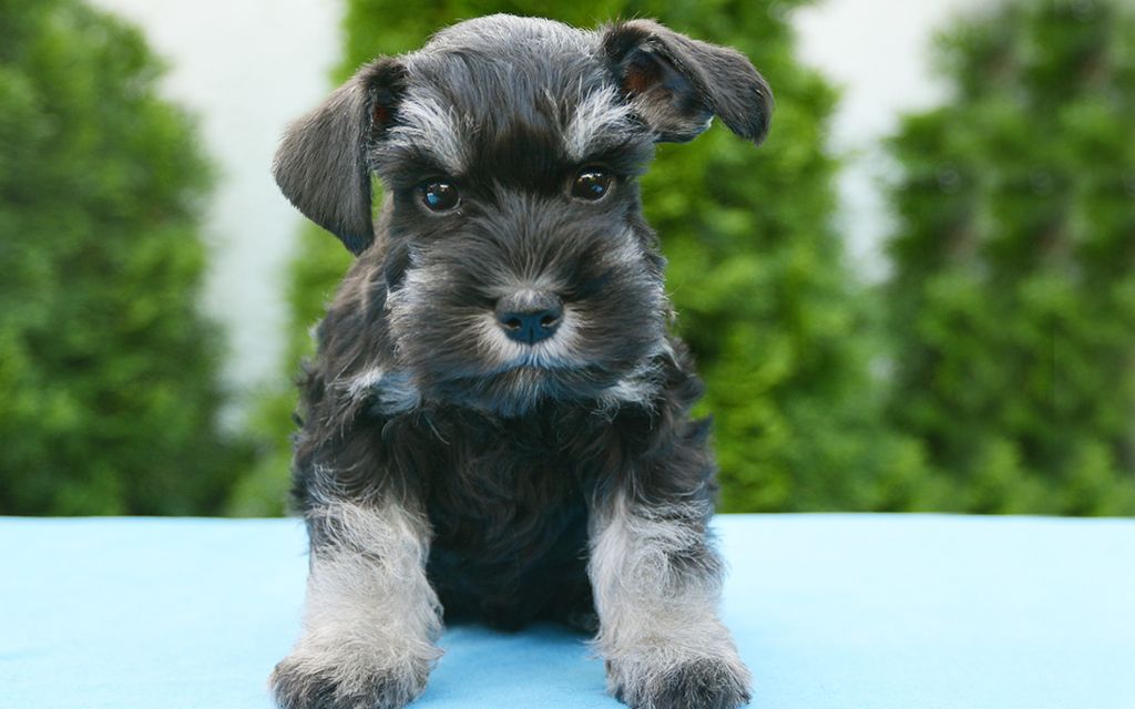 Miniature Schnauzer Puppies Breed information \u0026 Puppies for Sale